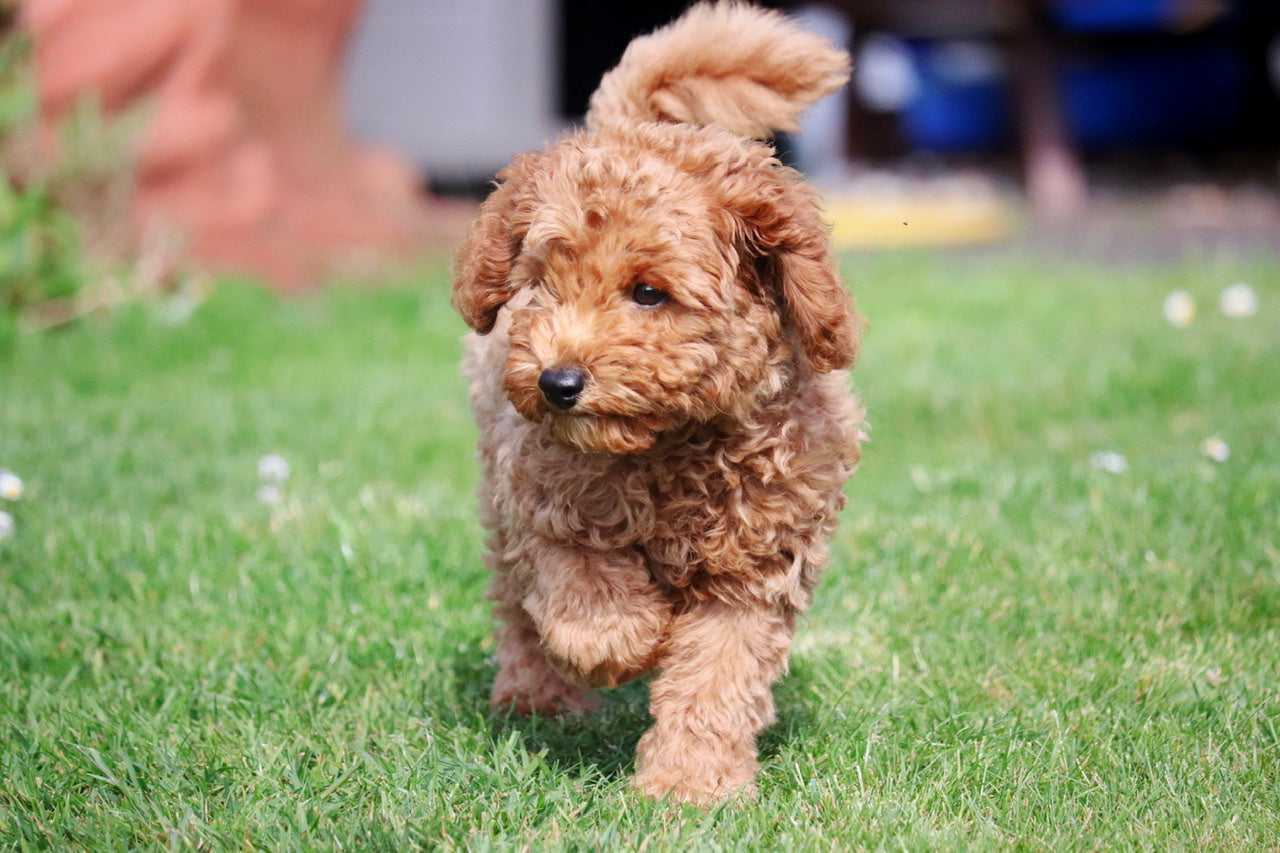 Welpen füttern: So machst du es richtig