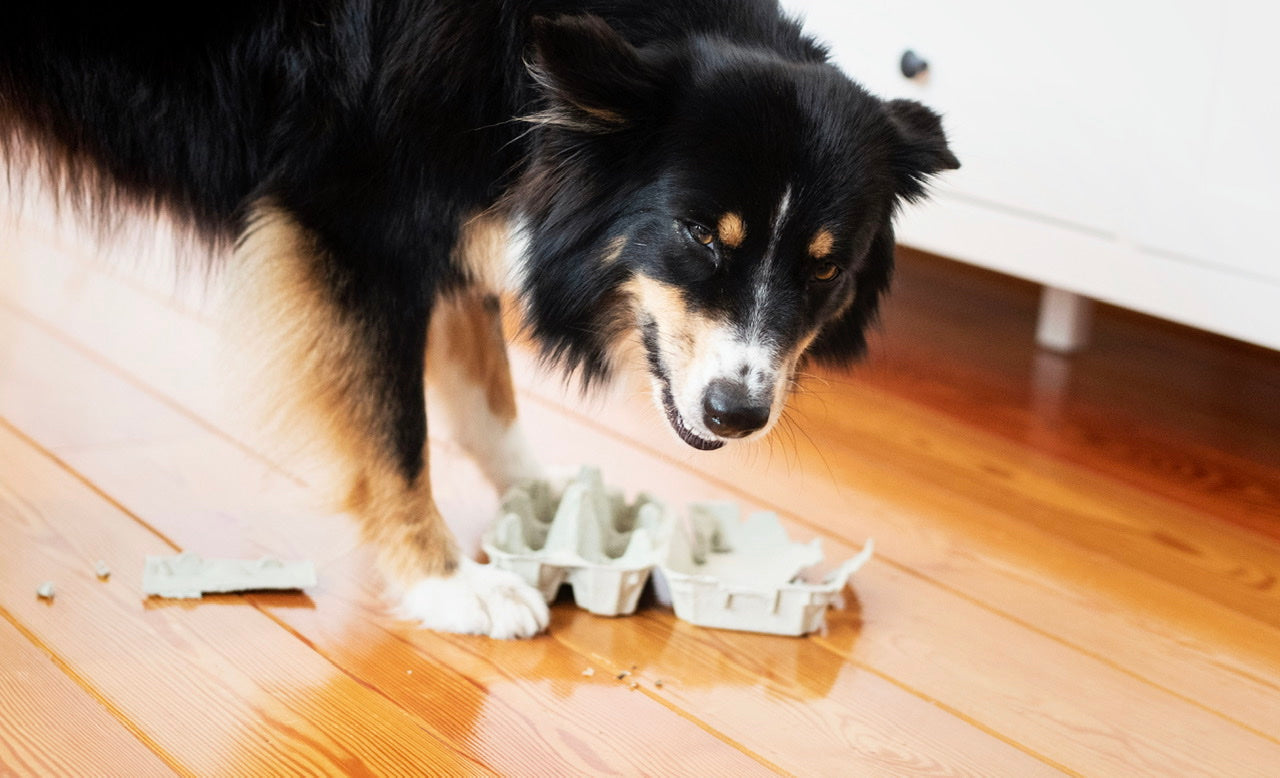 Hunde zuhause beschäftigen - Kopfarbeit, wenn es draußen stürmt und regnet