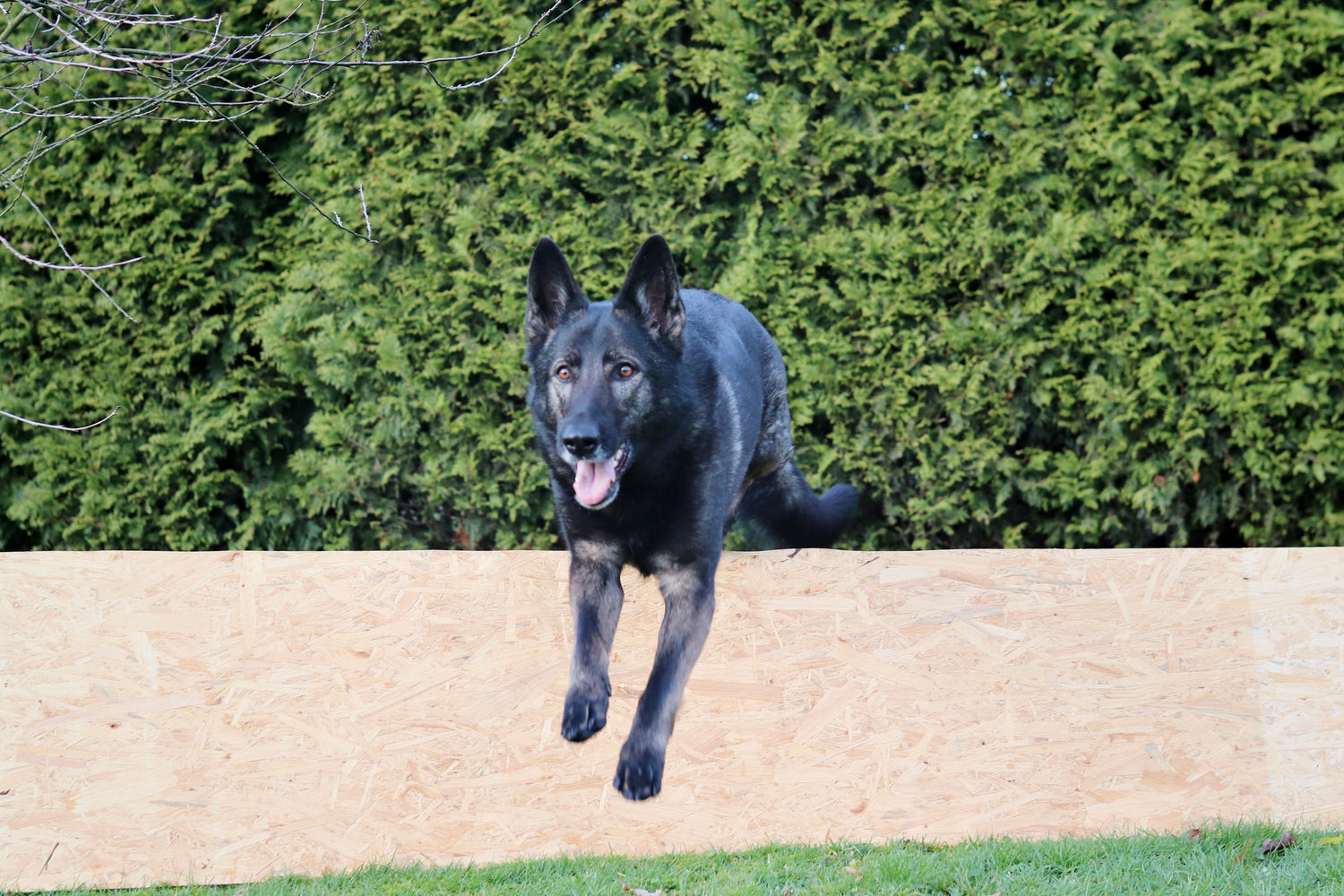 Agility-Training für Einsteiger*innen: So probiert ihr den Hundesport zu Hause aus