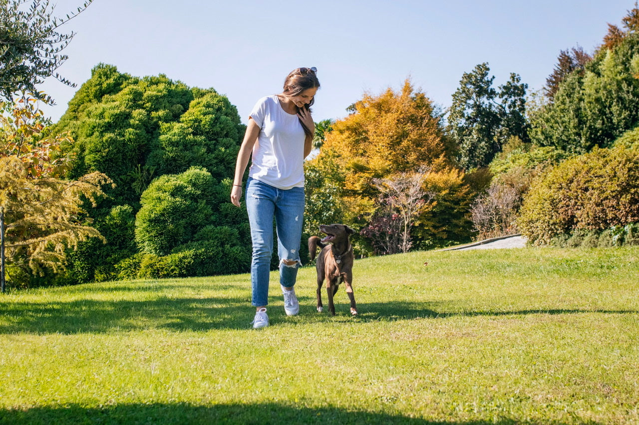 Hundeerziehung - mit welchen Tipps es beim Training besser klappt