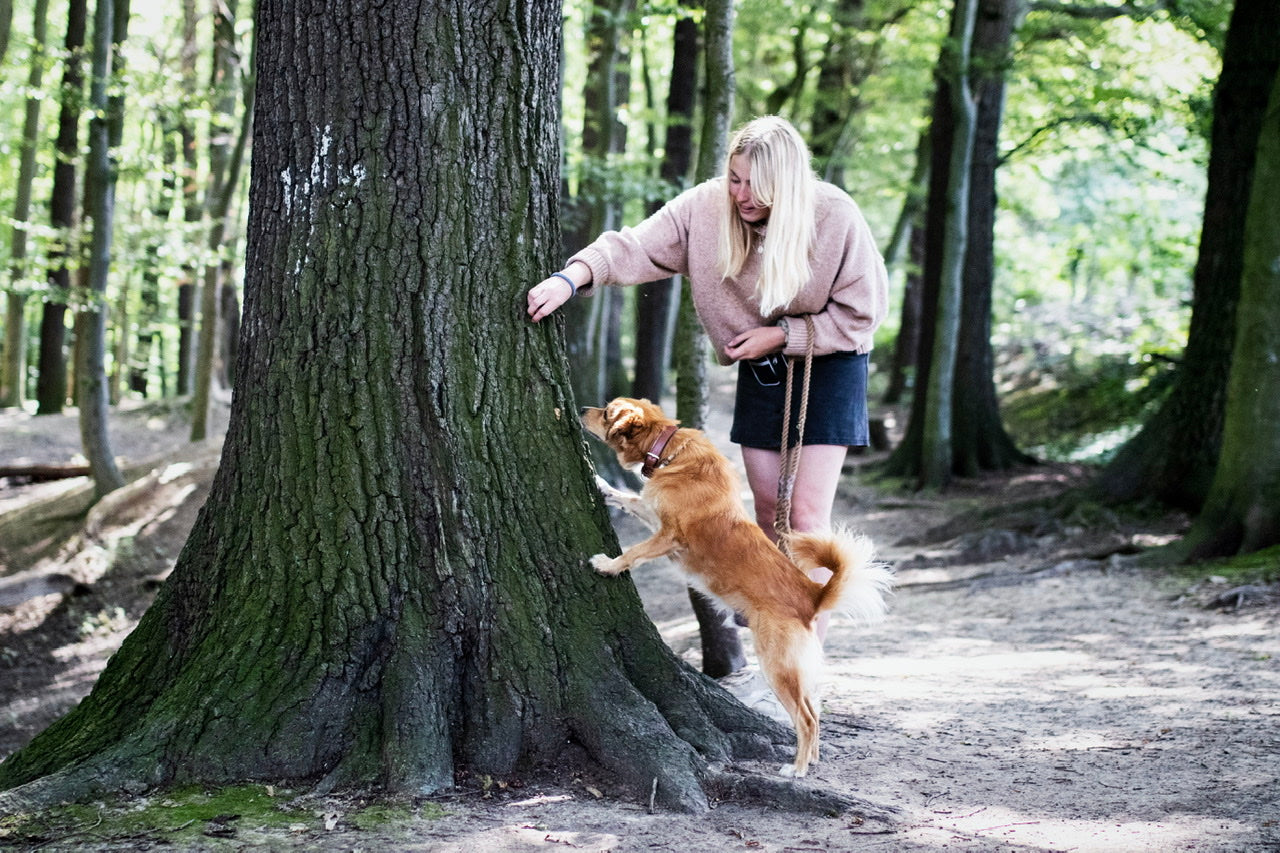 Hunde mental auslasten - Suchspiele als sinnvolle Beschäftigung bei Spaziergängen