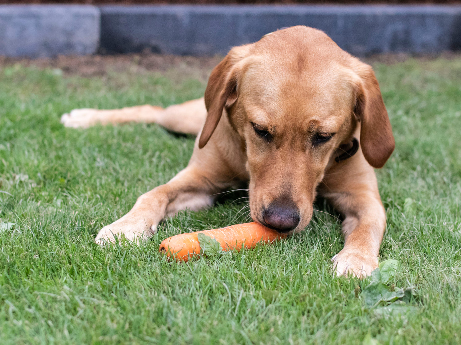 Hunde vegetarisch oder vegan ernähren: Kann das funktionieren?