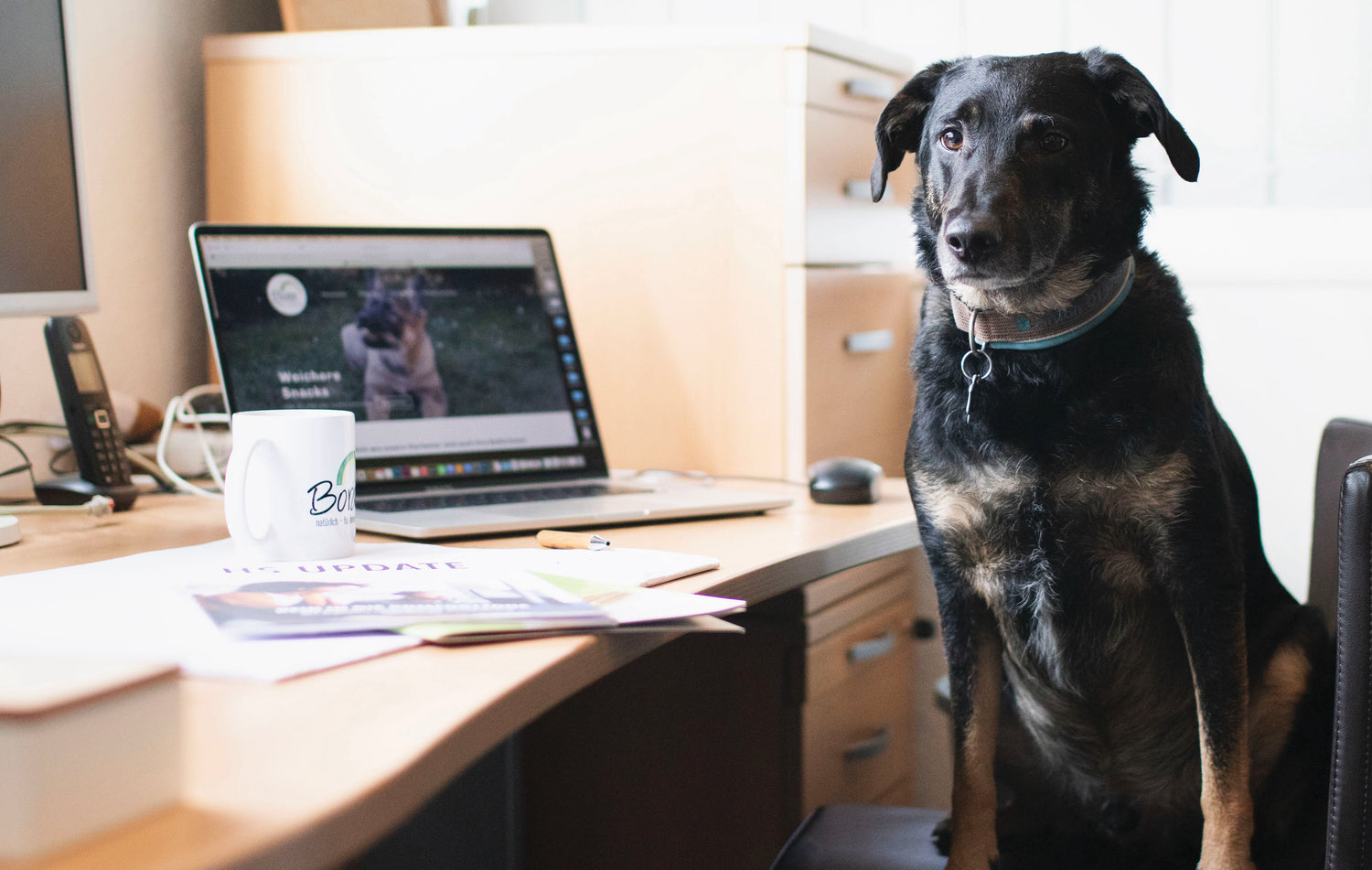 Eine Frage der Planung: Wie Hund und Vollzeitjob zusammenpassen