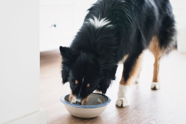 Reduktionsdiät, Schonkost & Diätfutter? Ernährung und Krankheiten bei Hunden