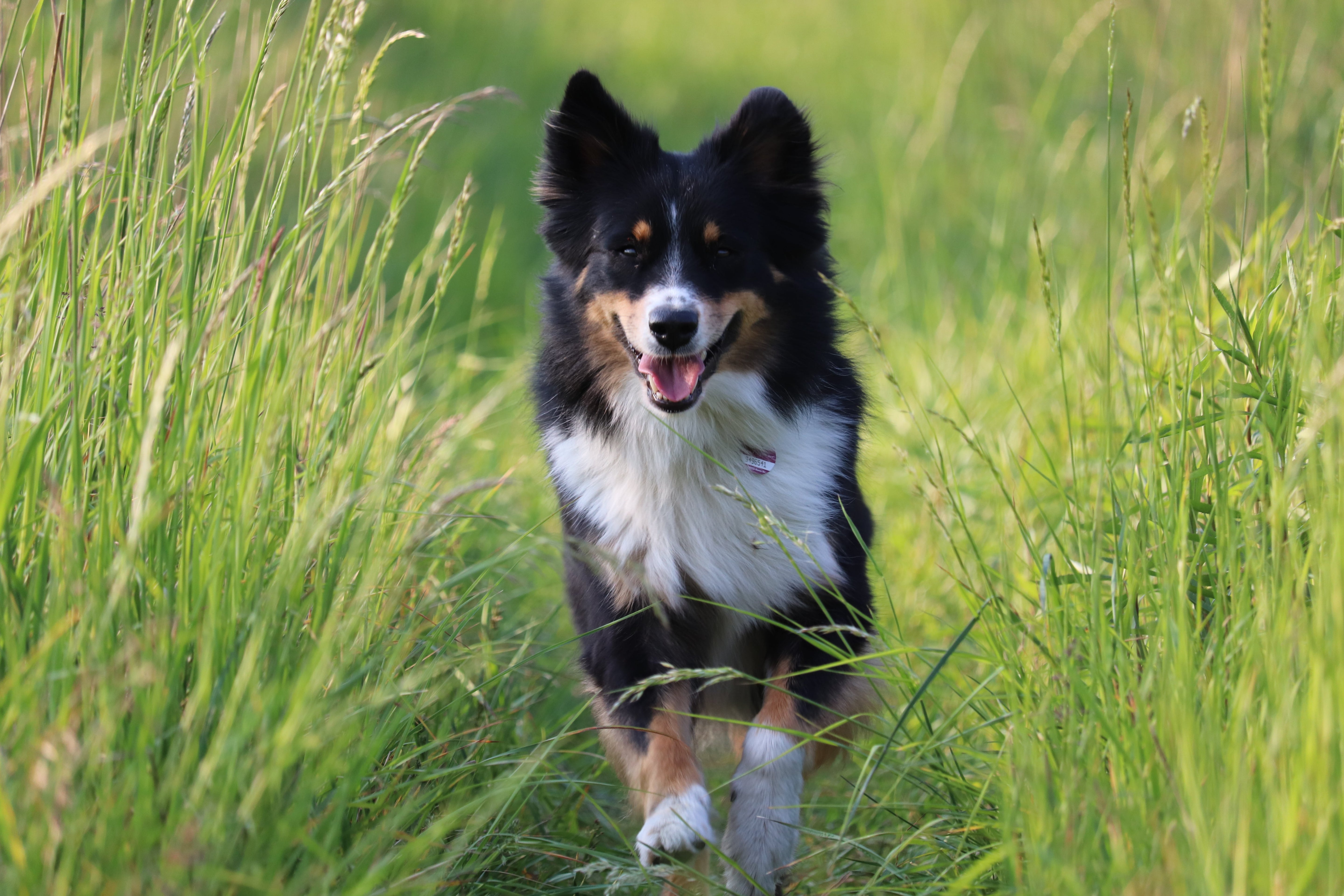 Agility-Training für Einsteiger*innen: So probiert ihr den Hundesport zu Hause aus