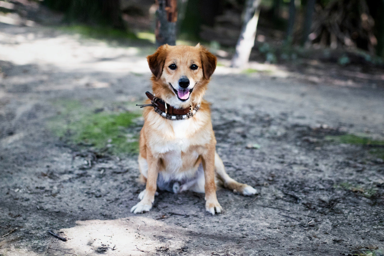 Hund bei Hitze: So kommt dein Vierbeiner gut durch die Hundstage