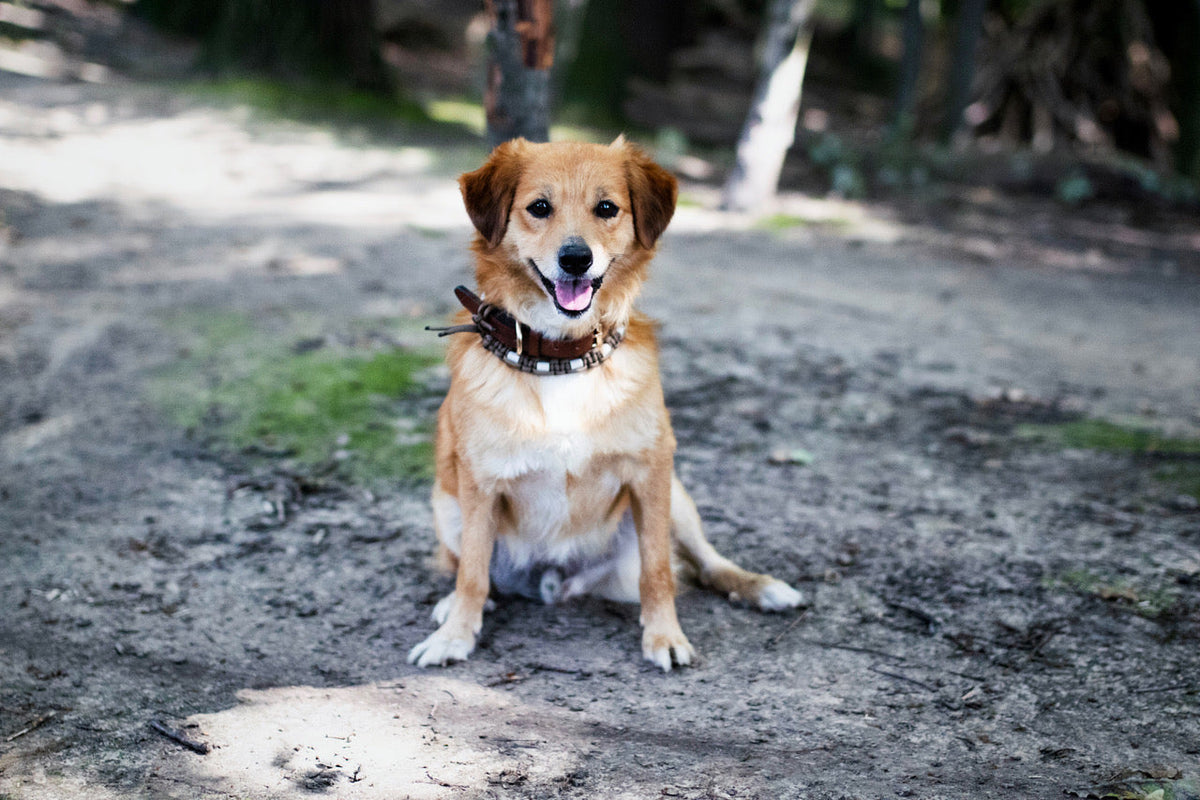 Hund bei Hitze: So kommt dein Vierbeiner gut durch die Hundstage