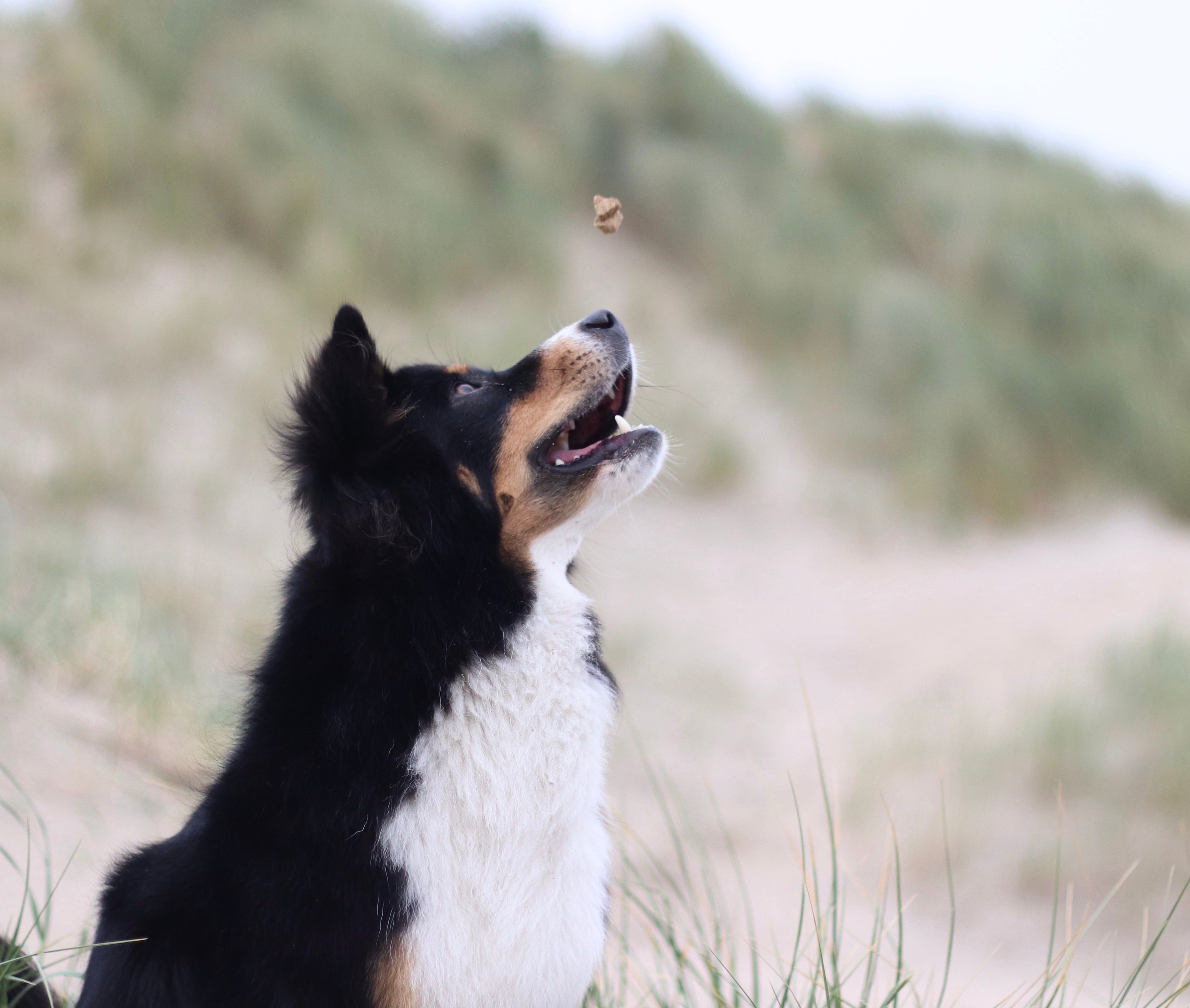 Leckerchen Hunde