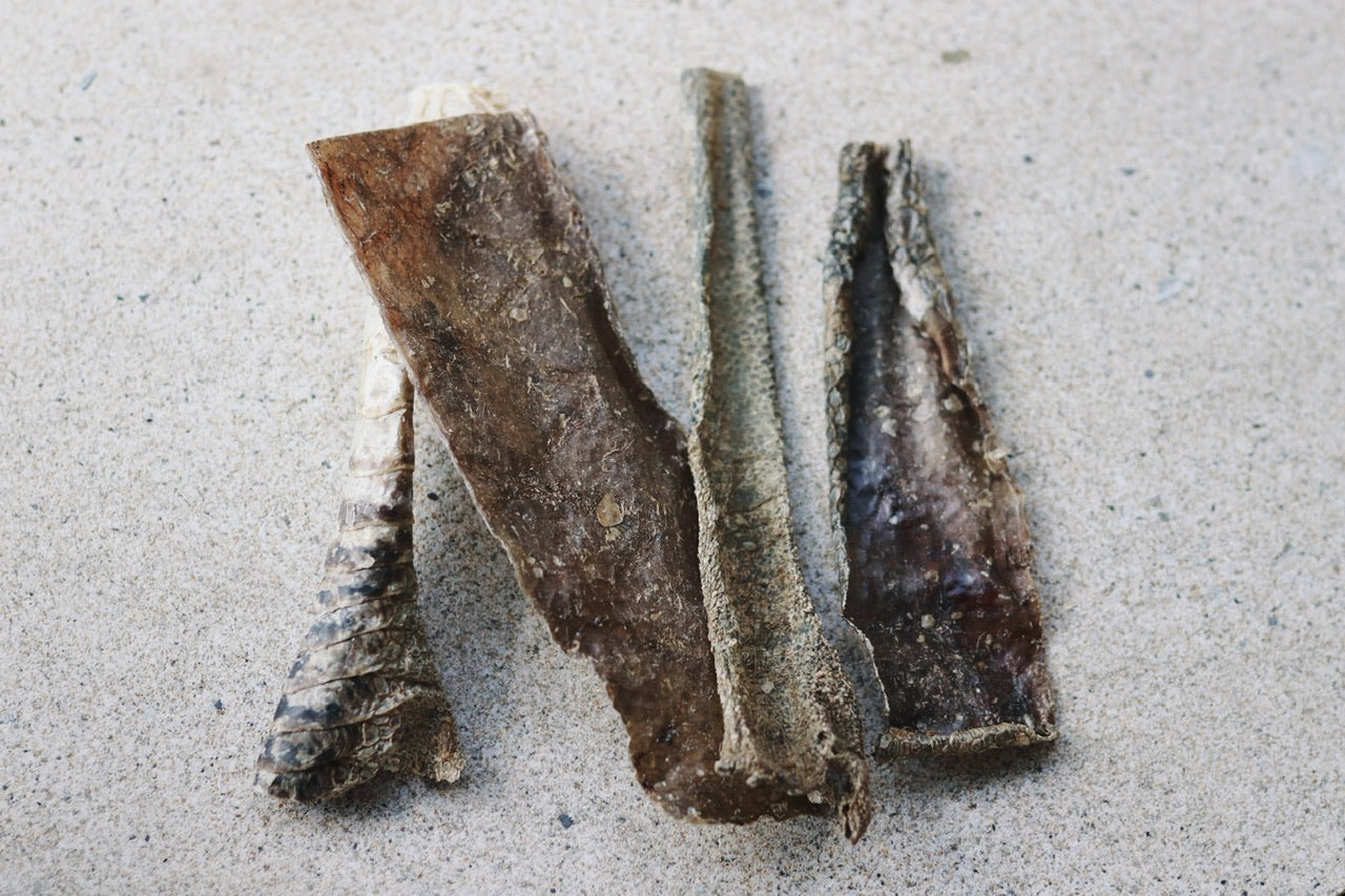 Straußenhaut Probierstück