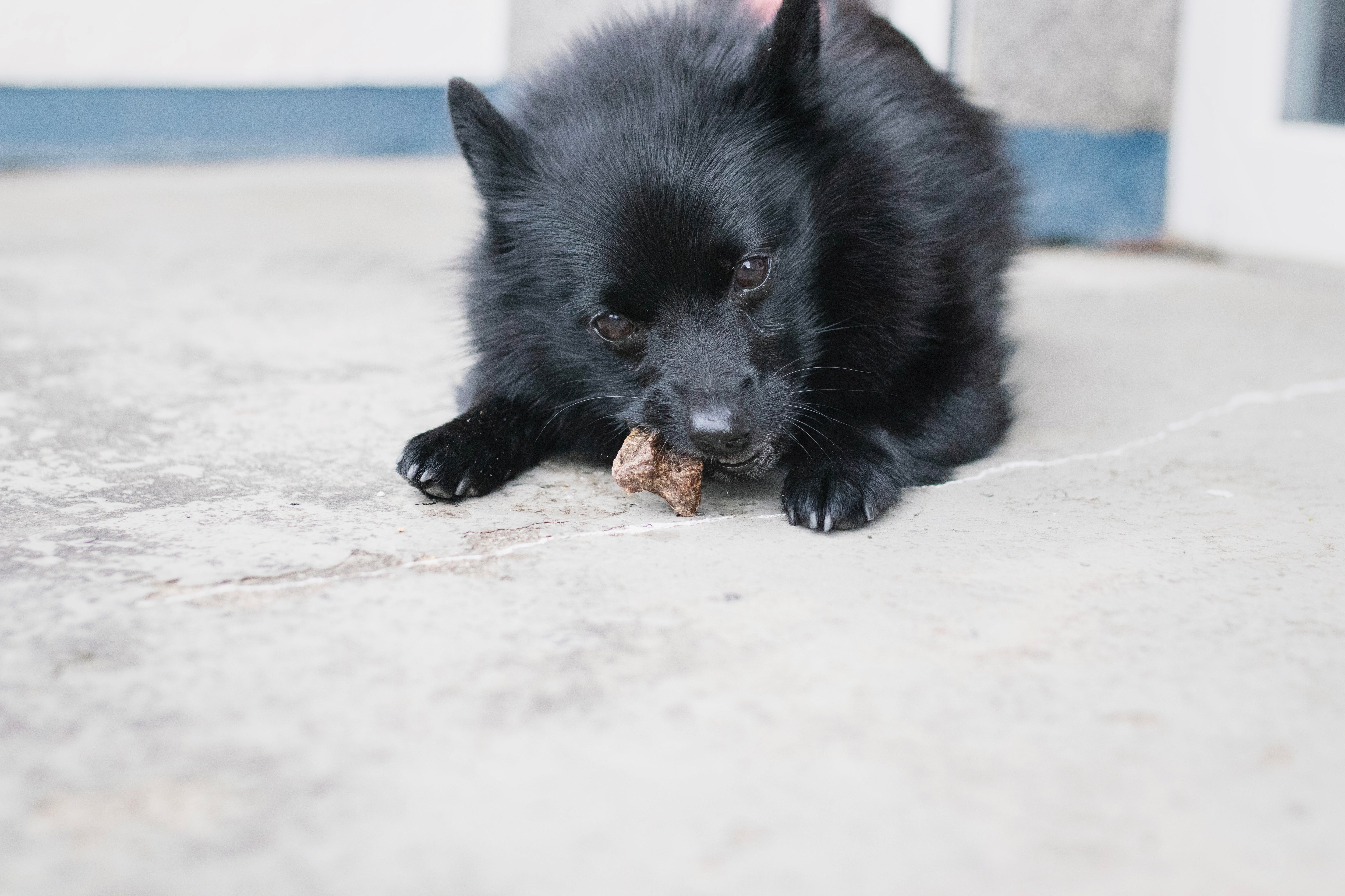 Straußenfleisch Knochen
