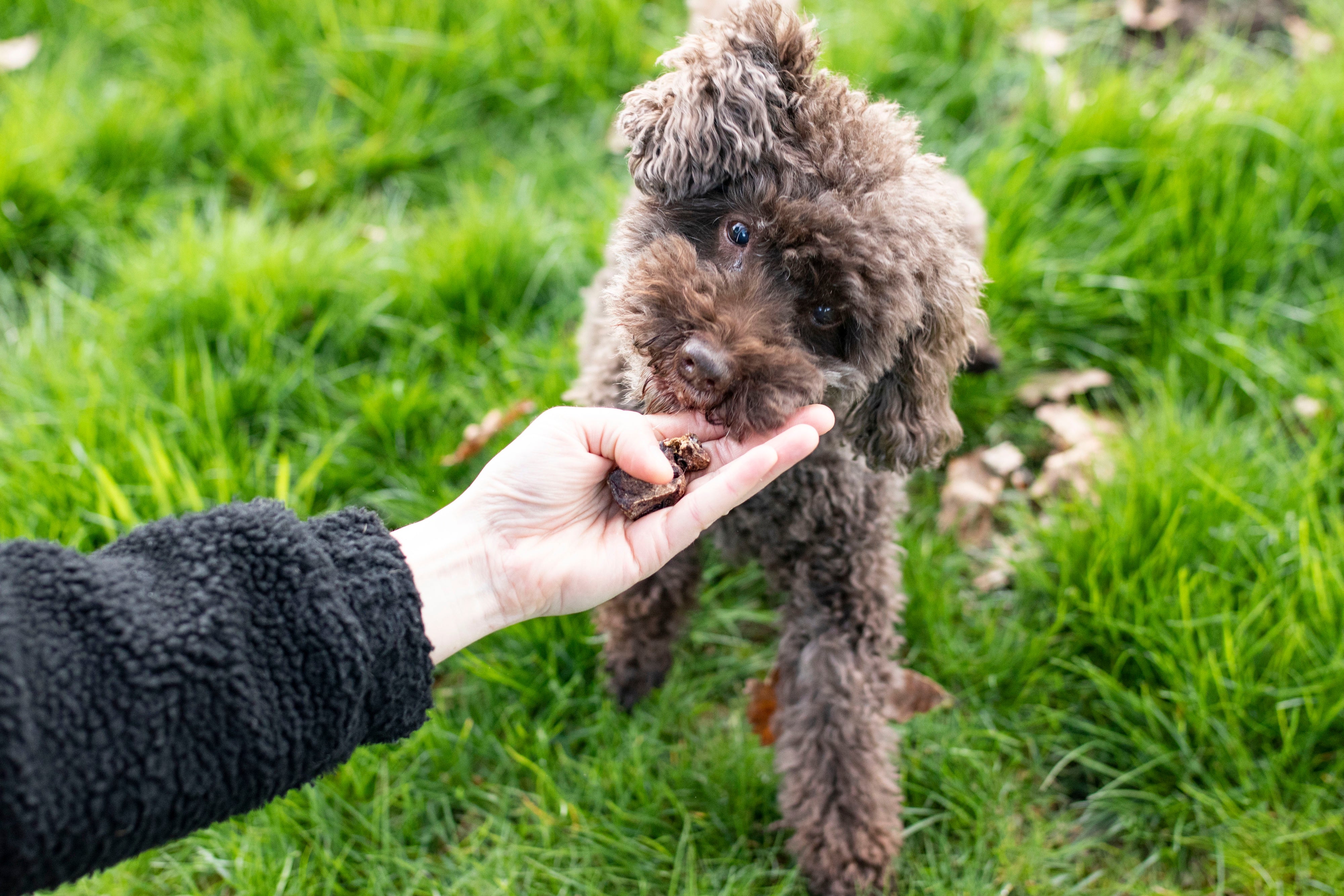 Hirschlunge