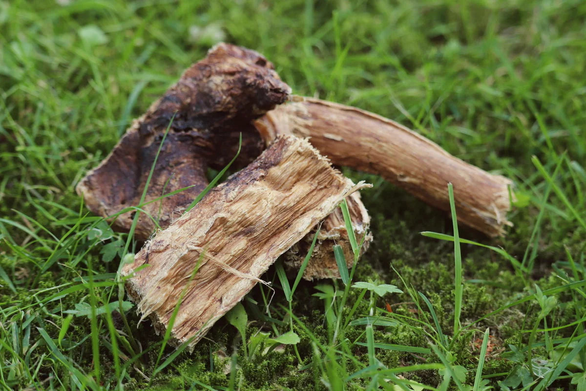 Rinder-Bundle 1