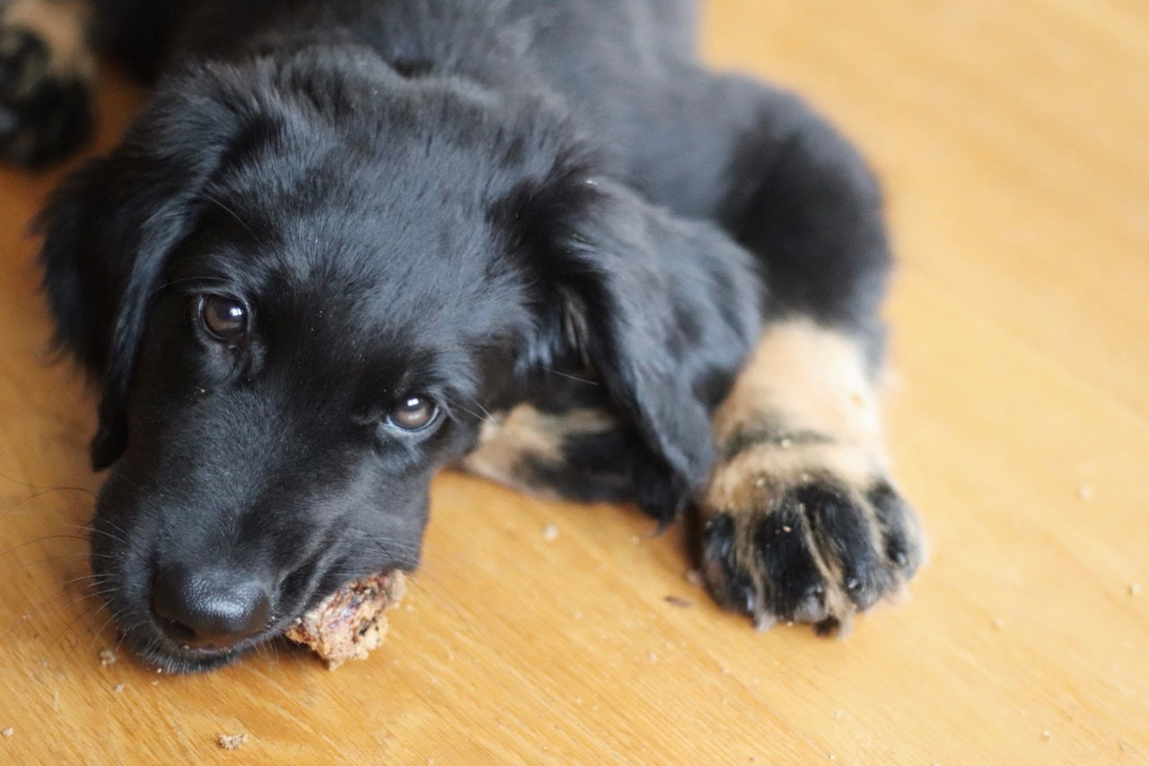 Hovawart-Welpe Tayo snackt die knackige Rinderlunge