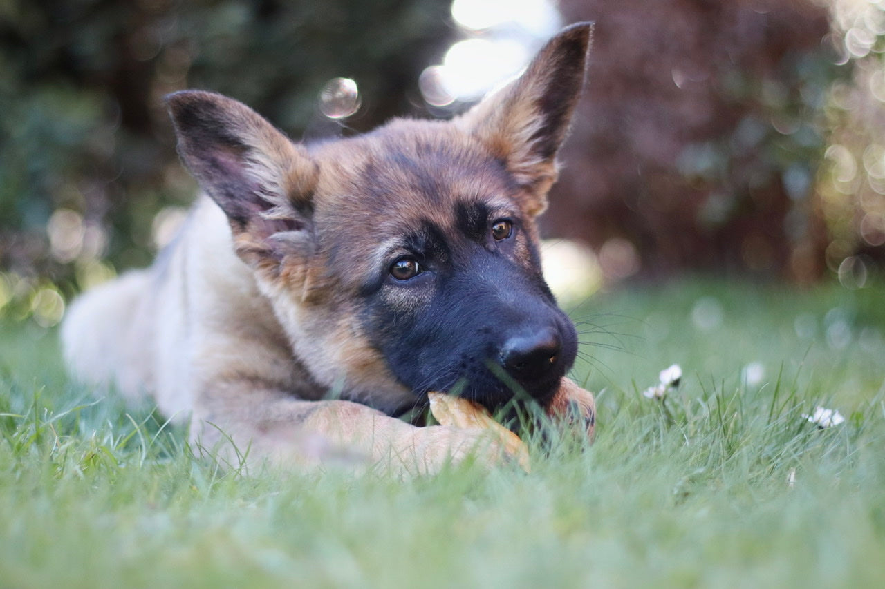 Schäferhund-Welpe Amica kaut auf ihrem leckeren Kaninchenohr