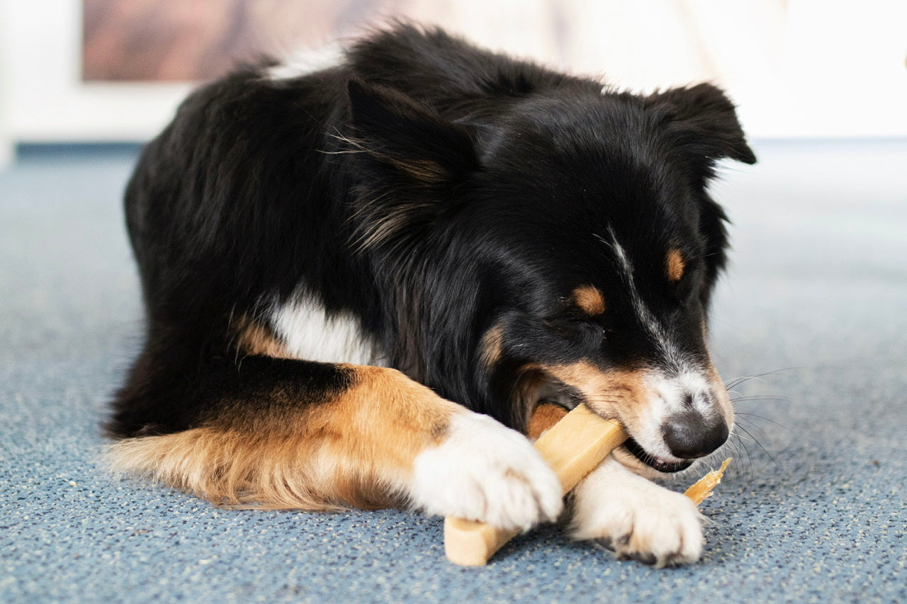 Australian Shepherd Hündin Bailey kaut auf ihrer schmackhaften Käsestange