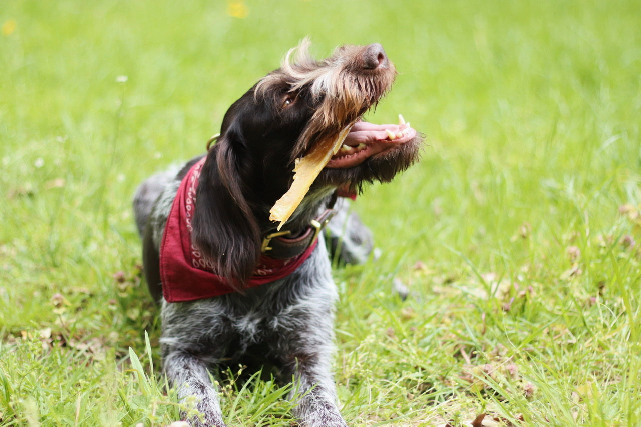Deutsch-Drahthaar-Hündin Cleo hat sich eine leckere Hirschsehne geschnappt