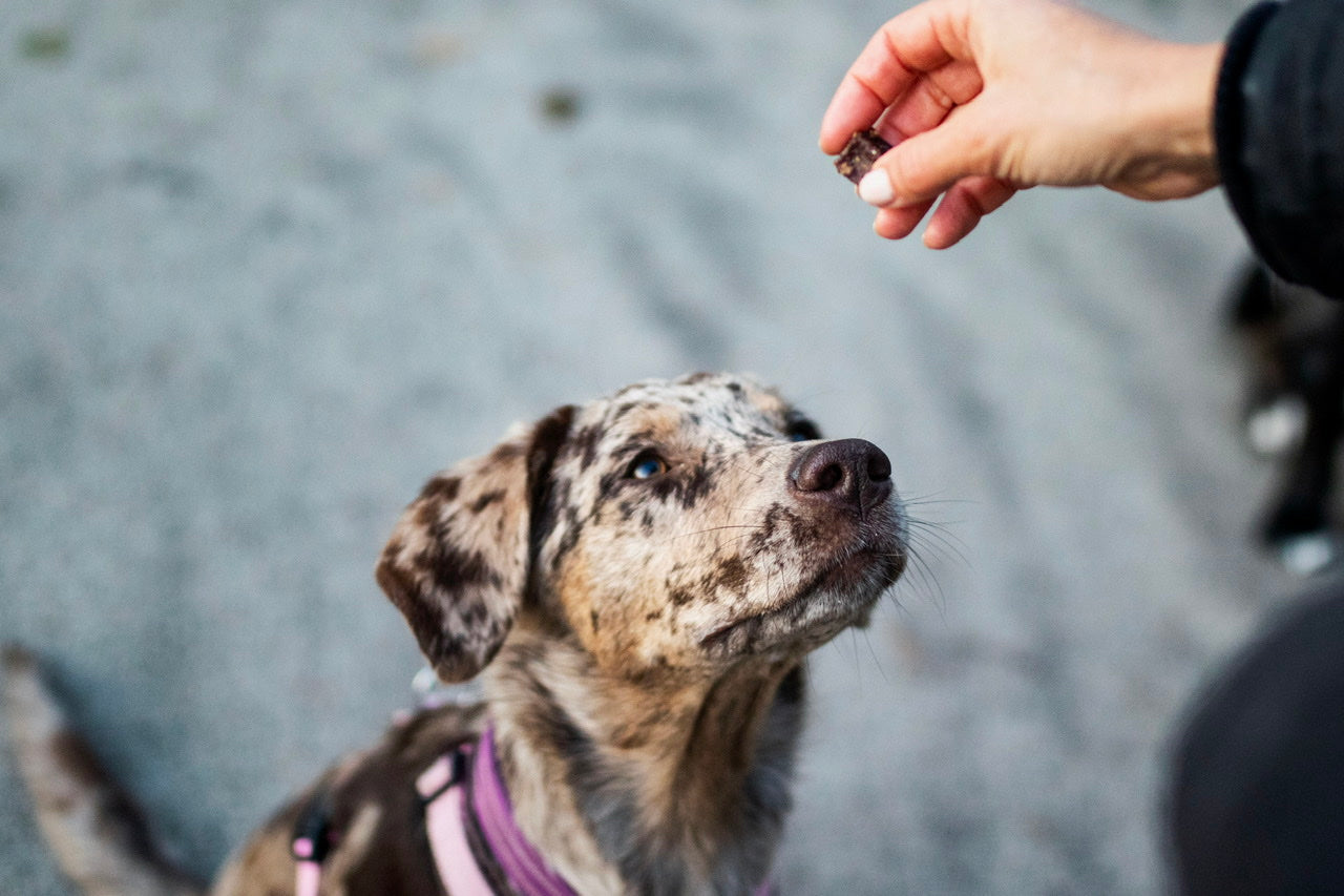 Australian Shepherd-Labrador-Mischling Lani wartet auf ihre wohlverdiente Belohnung