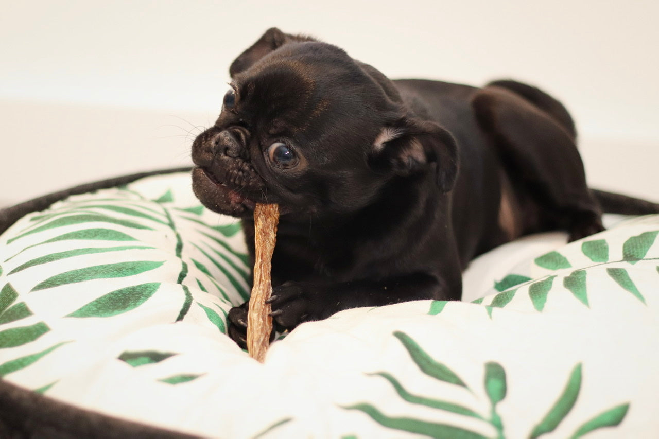 Mops-Welpe Phoebe snackt ihren knackigen Rinderstick