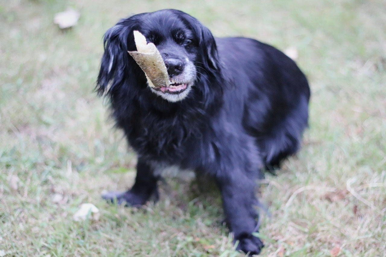 Hundeopa Whiskey freut sich über seine leckere Lachshaut