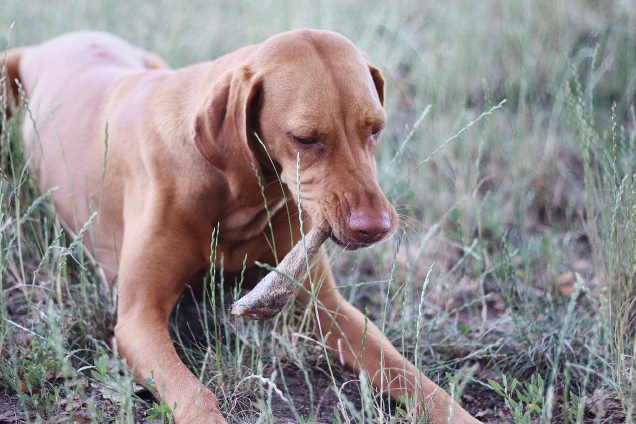 Magyar Vizsla Hündin Mila snackt ihr Rehohr mit Fell