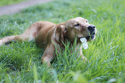 Labradorhündin Nala zeigt, wie schmackhaft Zahnpflege sein kann - mit unseren Kauzöpfen für Hunde