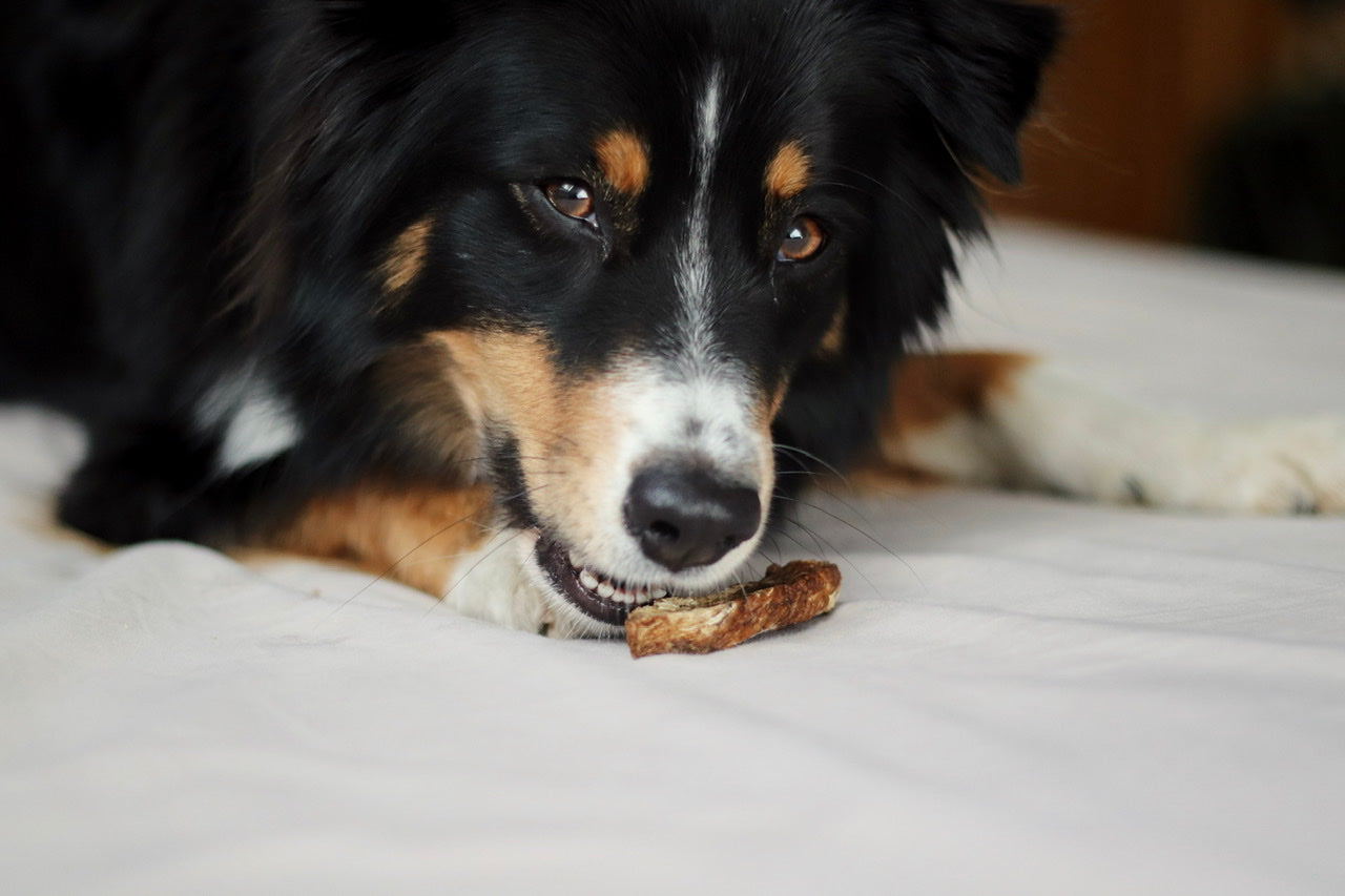 Australian Shepherd Hündin Bailey hat ihren leckeren Straußen Dörrfleisch Snack gefunden