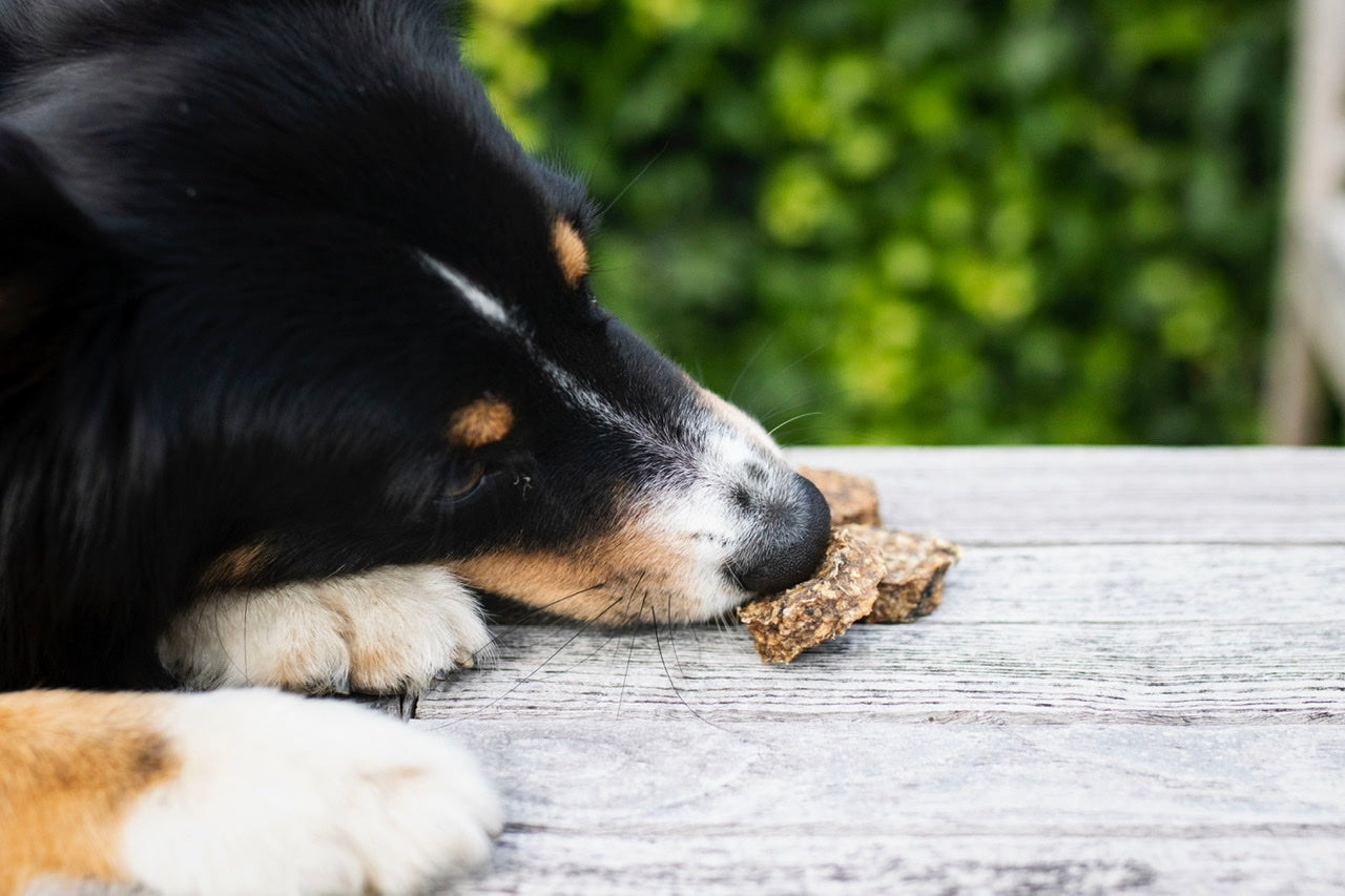 Australian Shepherd Hündin Bailey stibitzt einen leckeren Dorschtaler