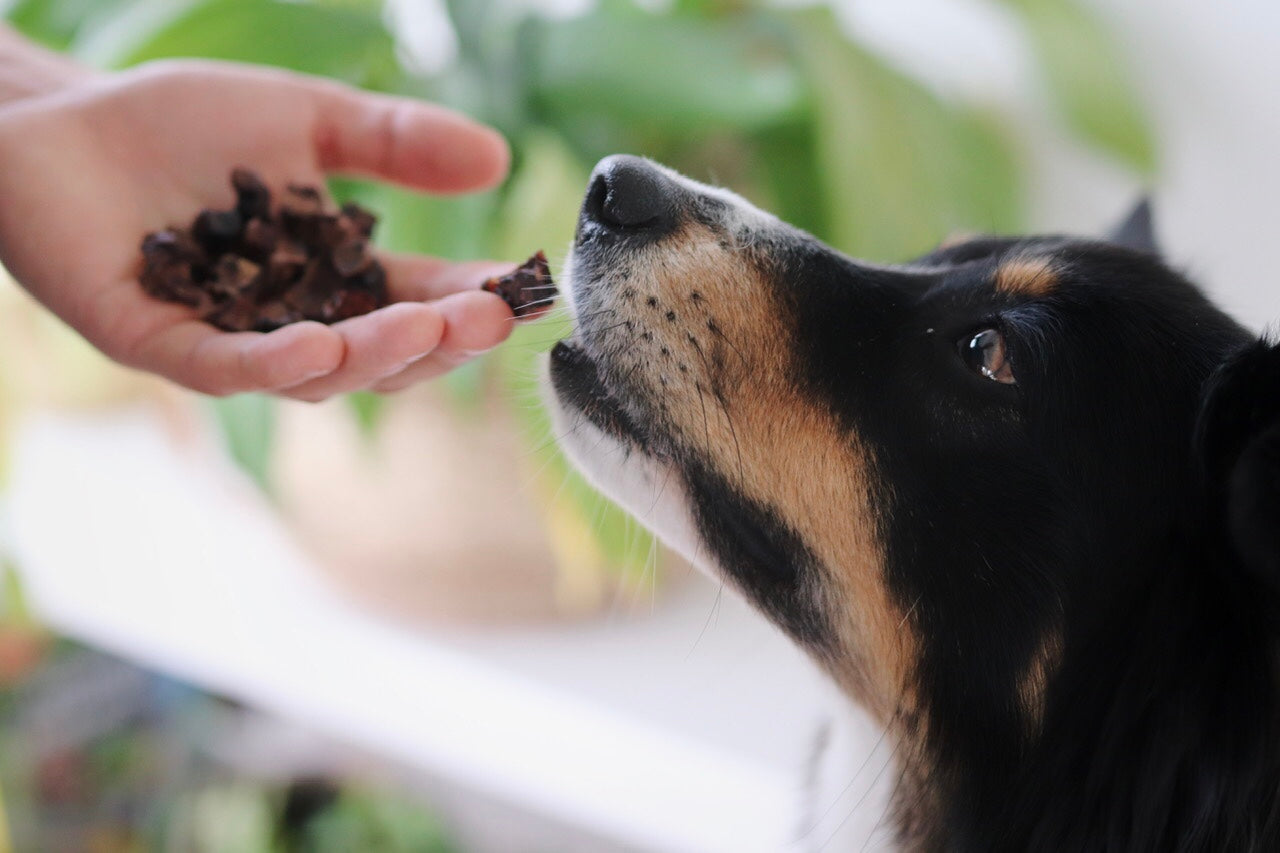 Lammlungen Würfel - Bailey freut sich über die kleinen, knusprigen Leckerchen