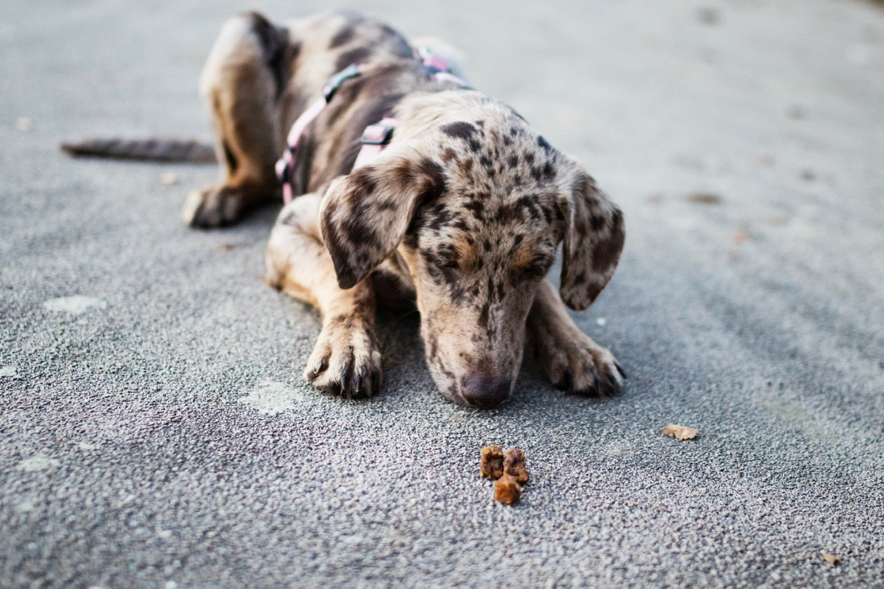 Australian Shepherd-Labrador-Mischling Lani kann es kaum abwarten, die leckeren Hühnerfleisch Würfel zu verputzen