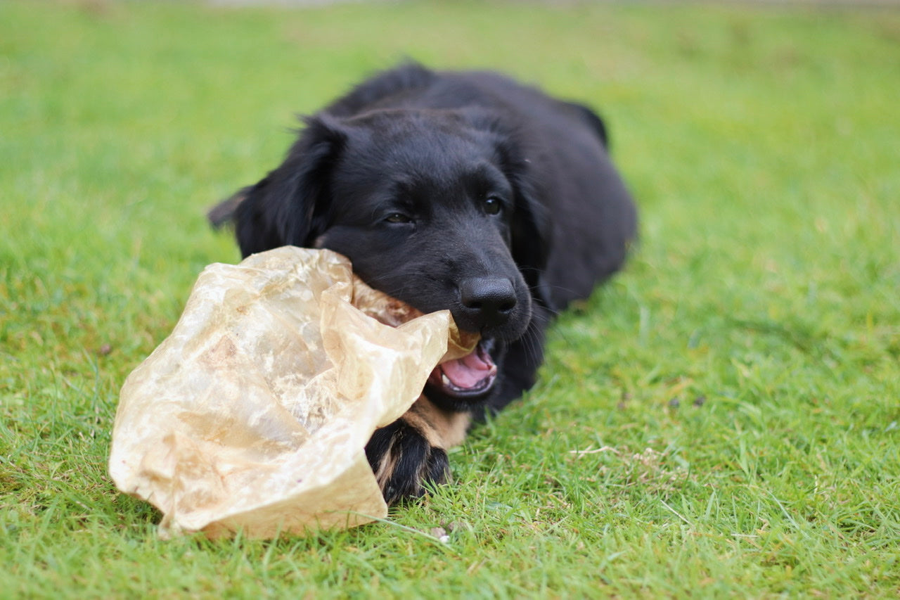 Hovawart-Welpe Tayo kaut auf seiner leckeren Kälberblase