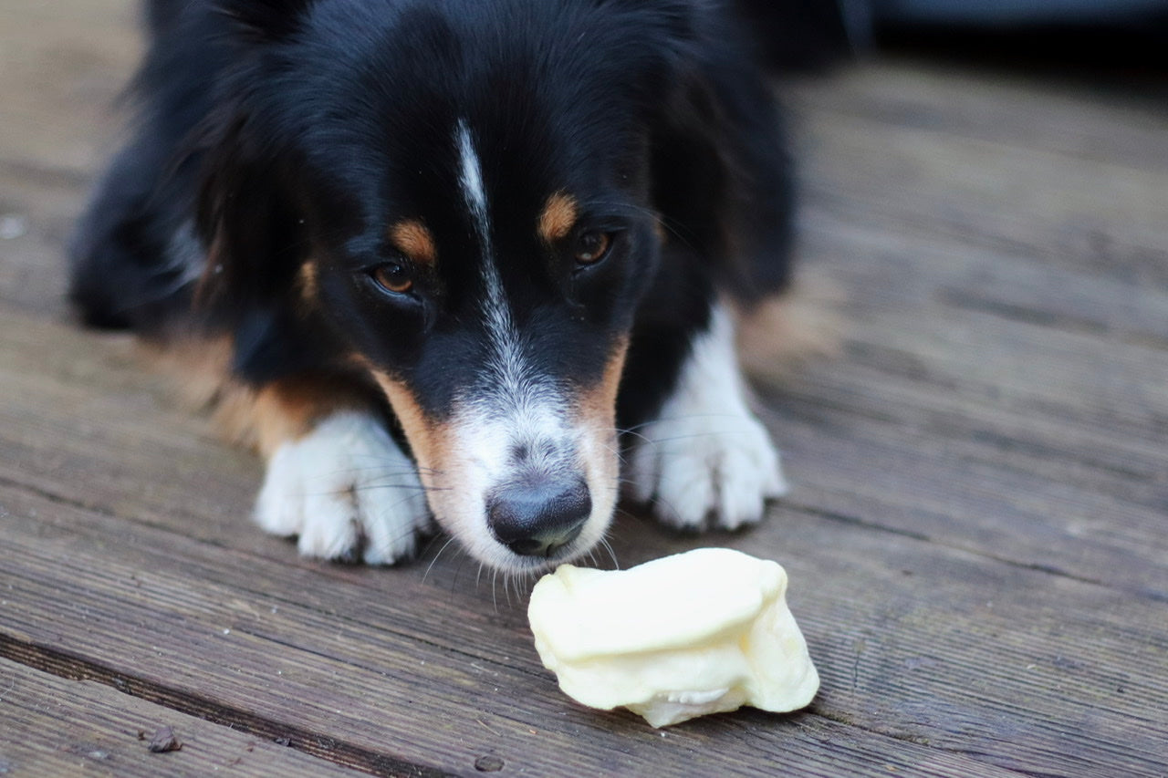 Australian Shepherd Hündin Bailey findet die knusprigen Schweinenasen super