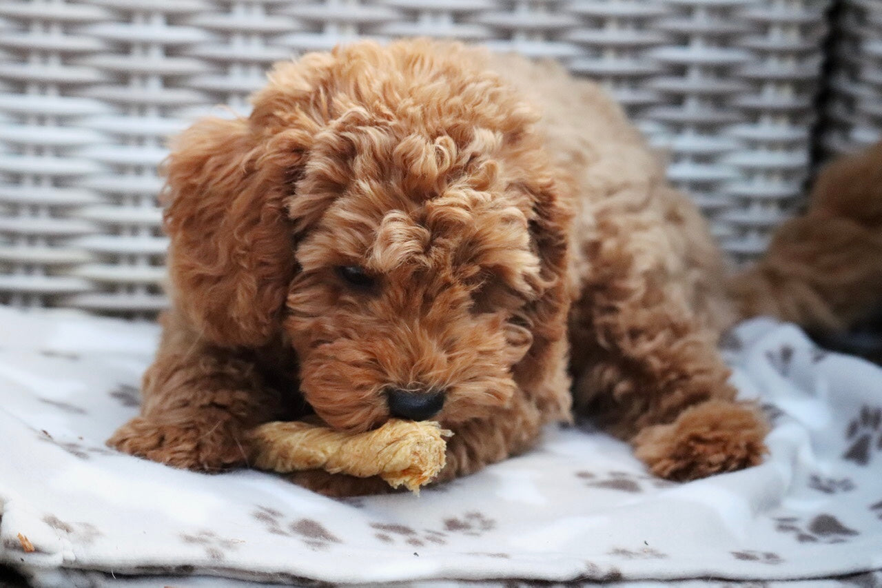 Pudel-Welpe Bodo genießt seine leckere, gedrehte Kälberblase