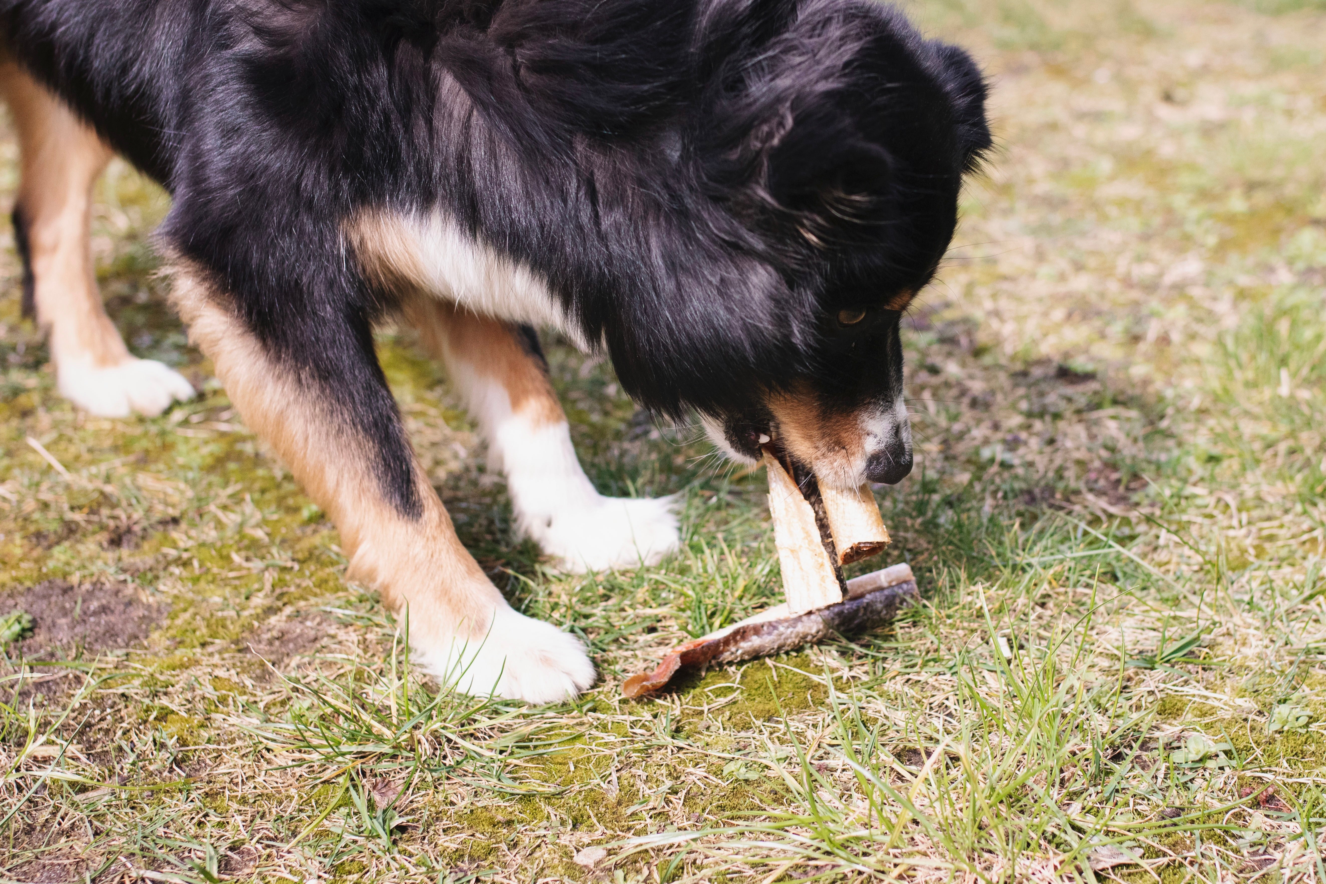 Lachshaut Probierstück