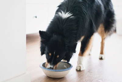 Reduktionsdiät, Schonkost & Diätfutter? Ernährung und Krankheiten bei Hunden