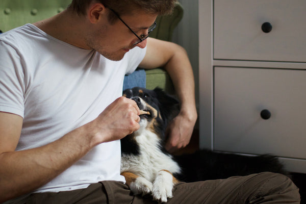 Zahnpflege beim Hund: Tägliche Routine für deinen Liebling