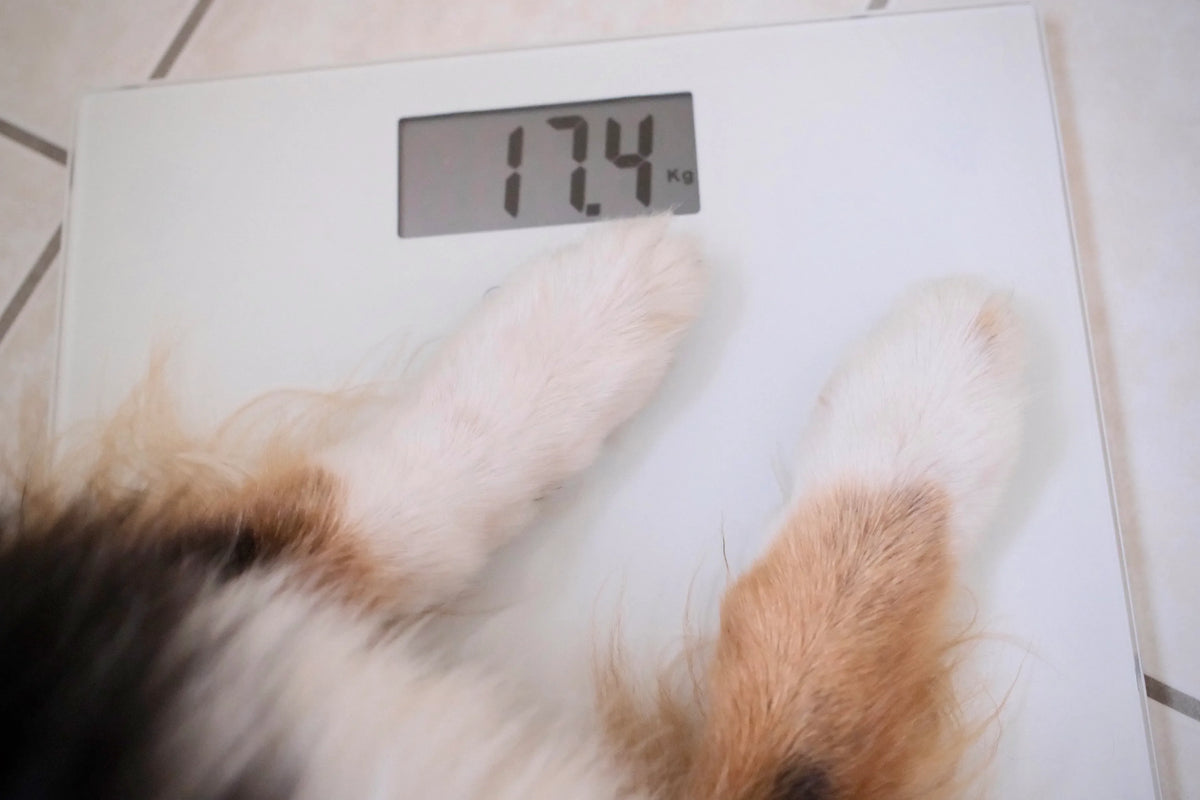 Übergewicht beim Hund: Erkennen und gesund abnehmen