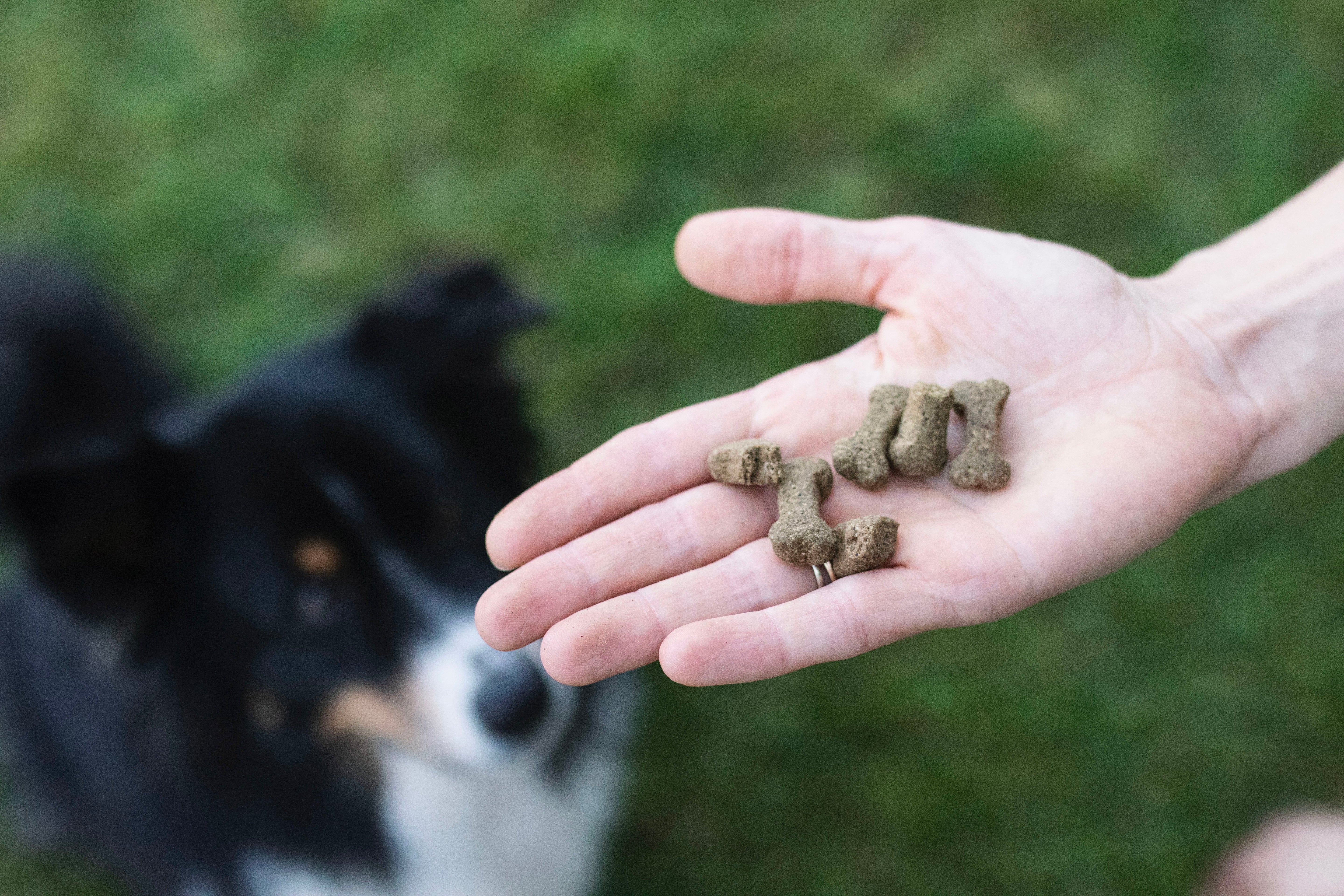 Neuheiten für deinen Hund