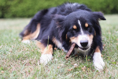 Kauspaß für Hunde