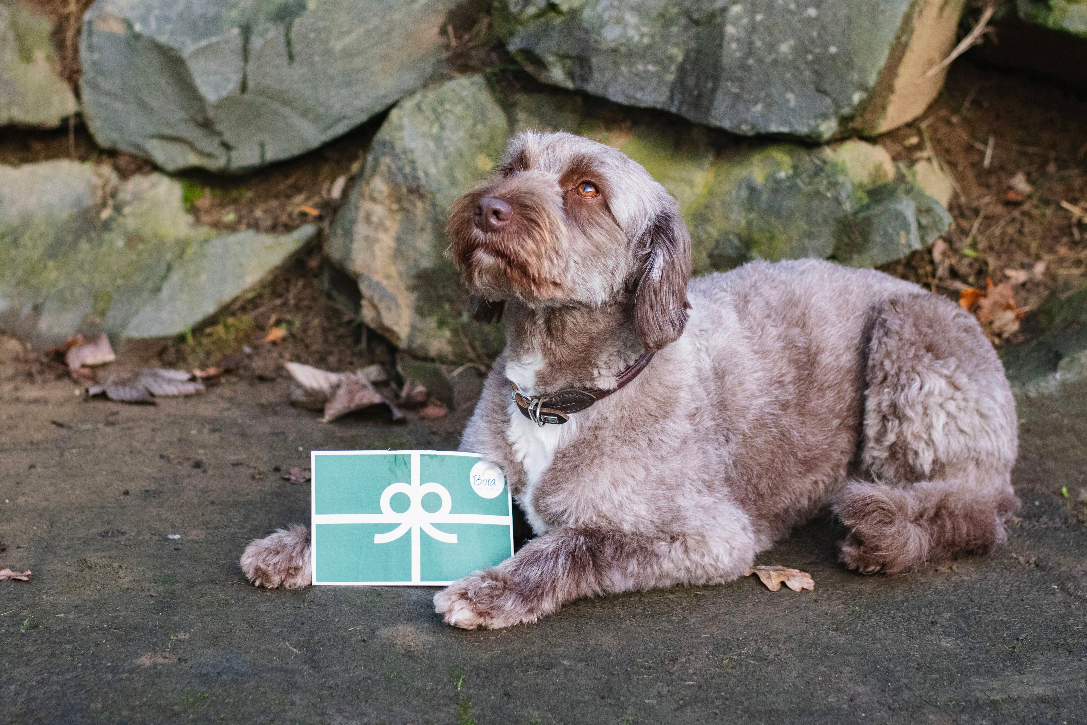 Weihnachts-Gutschein