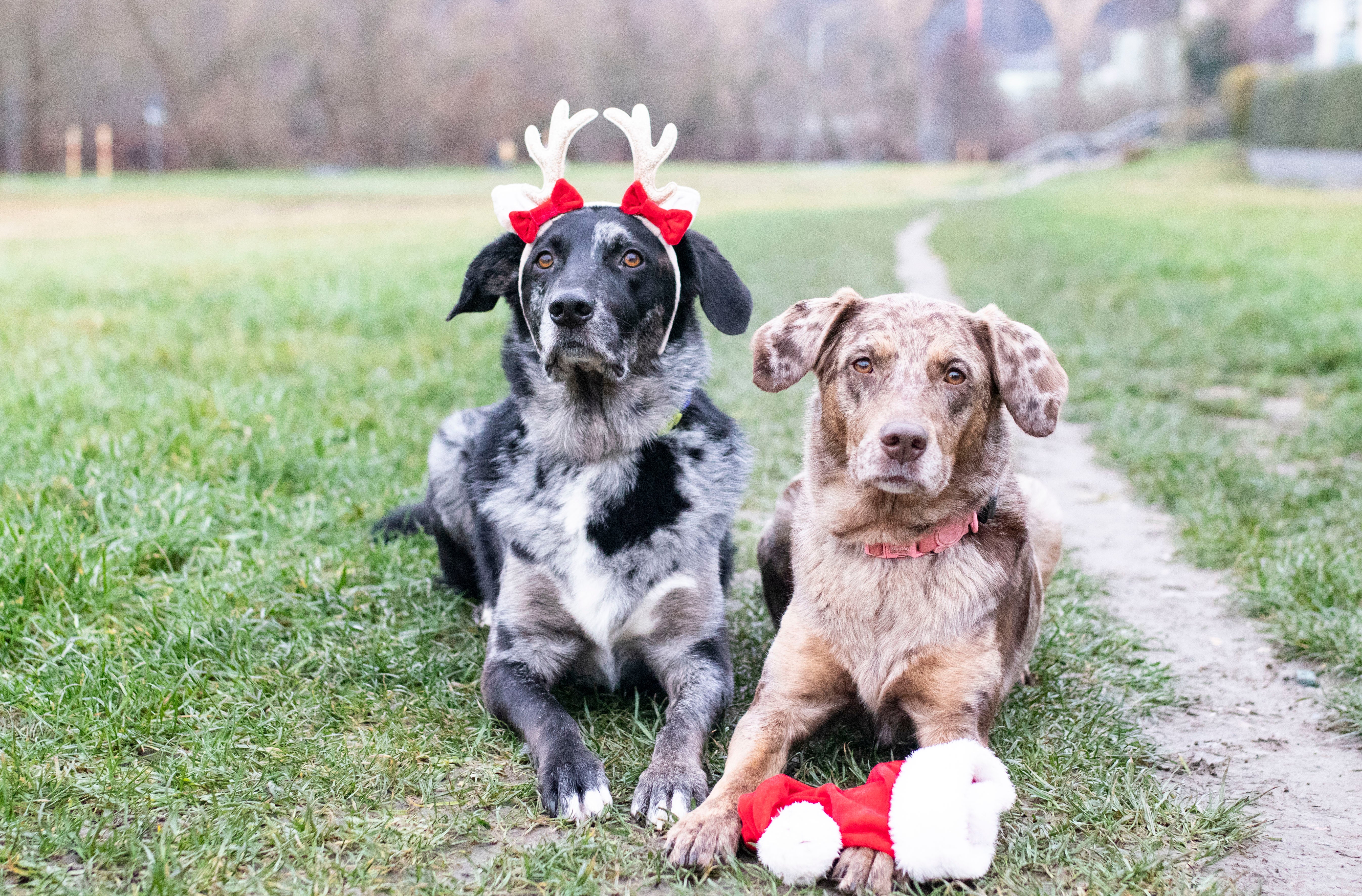 Weihnachts-Gutschein