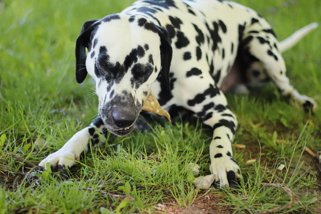 Dalmatiner Rüde Oscar genießt sein leckeres Rehohr ohne Fell 
