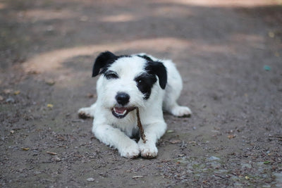 Parson Russell Terrier Cooper kaut genüsslich auf seinem leckeren Straußen Schlundfleisch