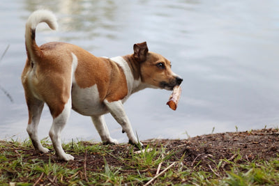 Jack Russell Terrier Smarti freut sich riesig über seinen knackigen Straußen-Rollie