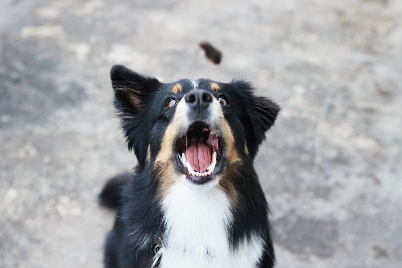 Australian Shepherd Hündin Bailey fängt ihr Hühnerherz-Leckerchen wie ein Profi