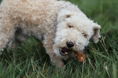 Terrier Rüde Monti kaut genüsslich auf seinem Ochsenschwanz-Stückchen