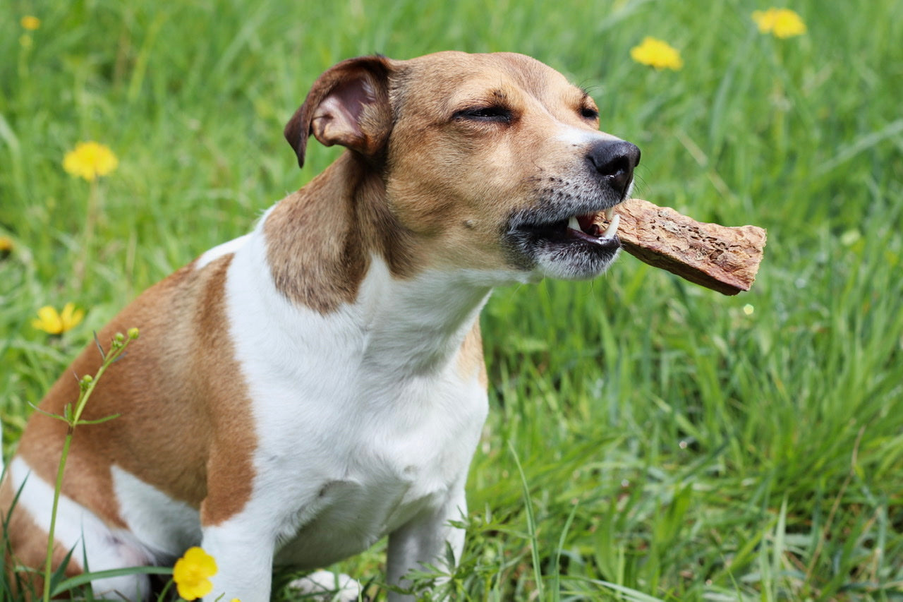Jack Russell Terrier Smarti genießt den Pferdelungen-Snack