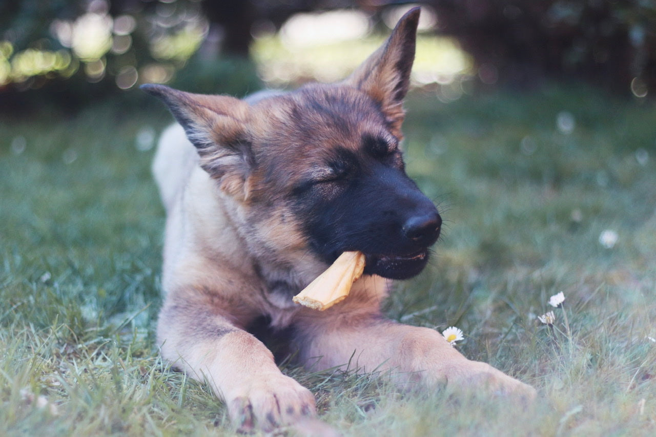 Schäferhund-Welpe Amica genießt ihren Hirschhaut-Snack