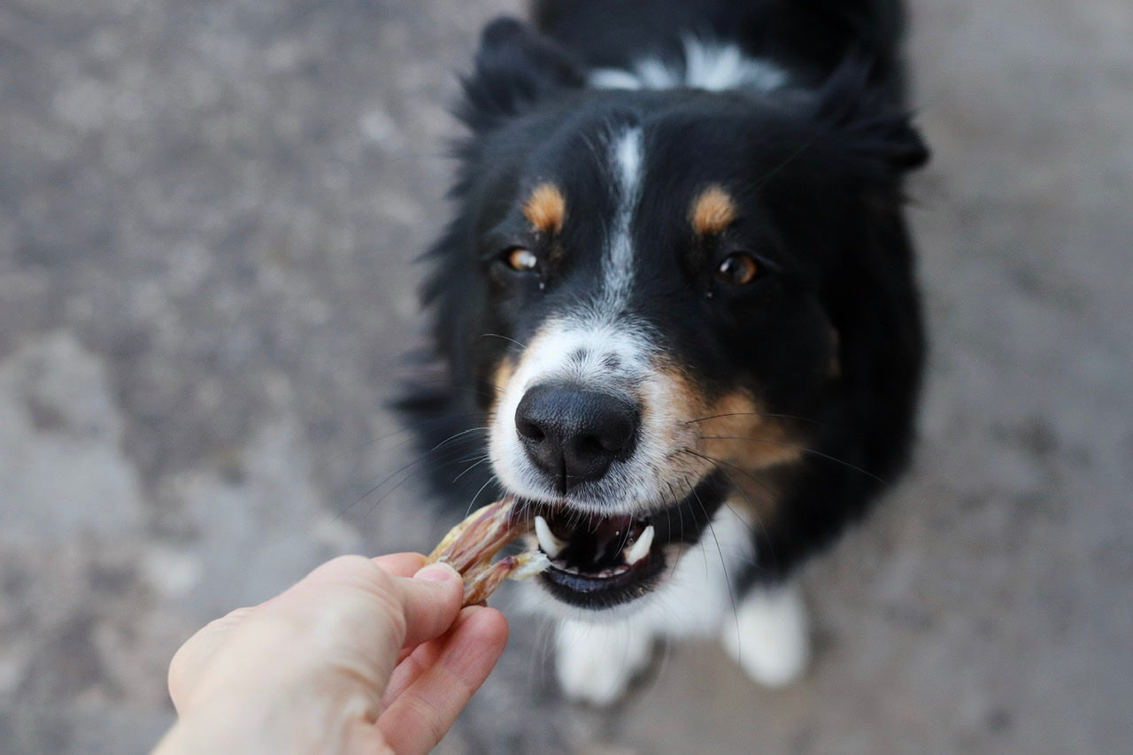Australian Shepherd Hündin Bailey freut sich über ihren leckeren Hühnerflügel