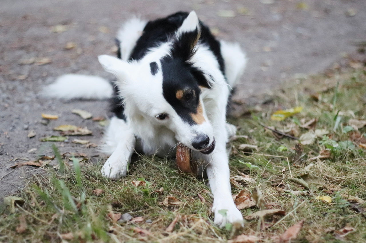 Australian Shepherd Hündin Frony genießt ihre flache Straußensehne