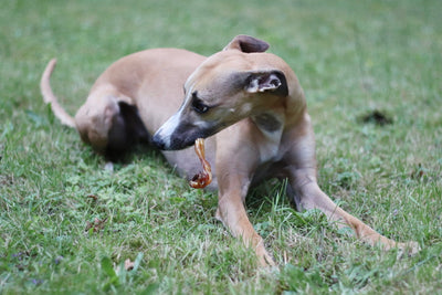 Windhund Finn kaut auf der leckeren Kniesehne vom Strauß